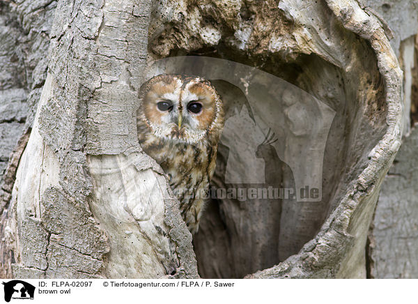 brown owl / FLPA-02097