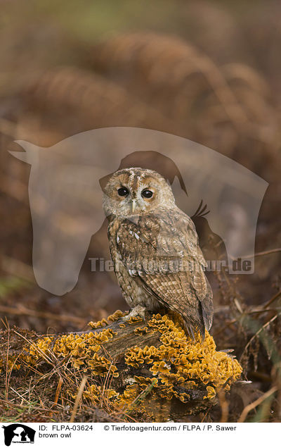 brown owl / FLPA-03624