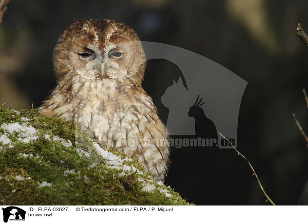 brown owl / FLPA-03627