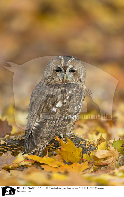 brown owl / FLPA-03637