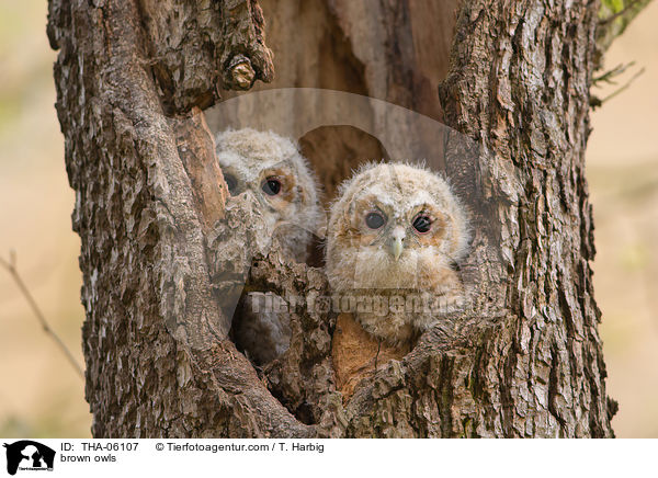 brown owls / THA-06107