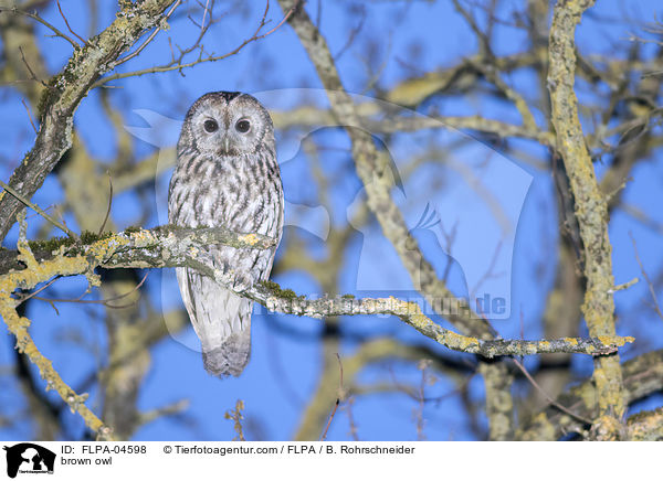 brown owl / FLPA-04598