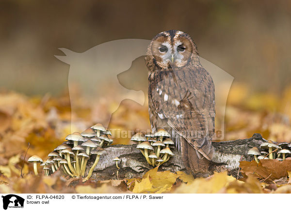 brown owl / FLPA-04620