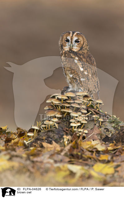 brown owl / FLPA-04626