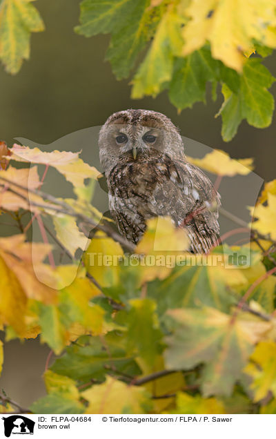 brown owl / FLPA-04684