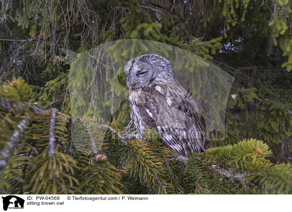 sitzende Waldkauz / sitting brown owl / PW-04568
