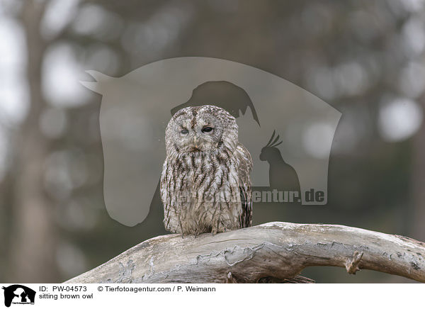 sitting brown owl / PW-04573