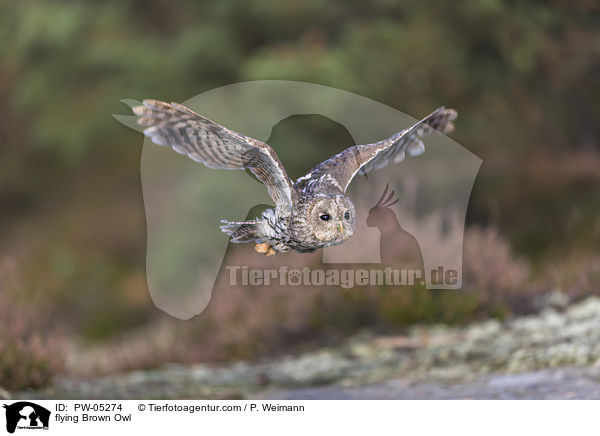 fliegender Waldkauz / flying Brown Owl / PW-05274