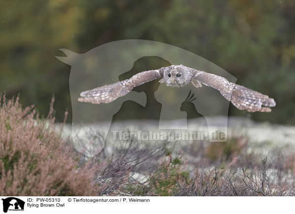 fliegender Waldkauz / flying Brown Owl / PW-05310