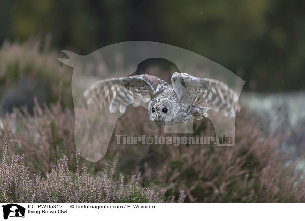 fliegender Waldkauz / flying Brown Owl / PW-05312
