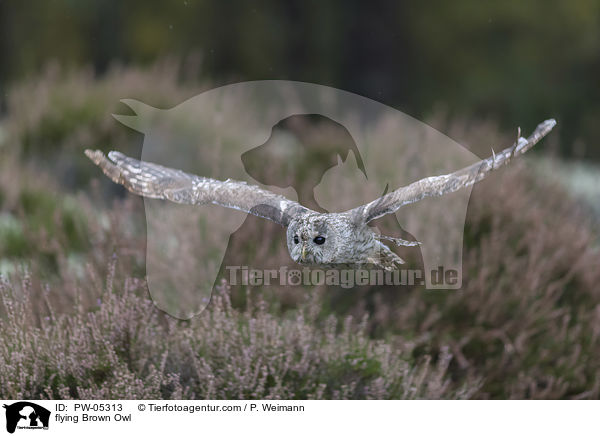 fliegender Waldkauz / flying Brown Owl / PW-05313