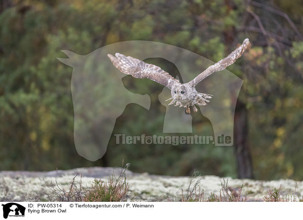 fliegender Waldkauz / flying Brown Owl / PW-05314