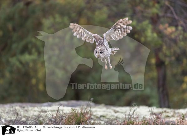 fliegender Waldkauz / flying Brown Owl / PW-05315