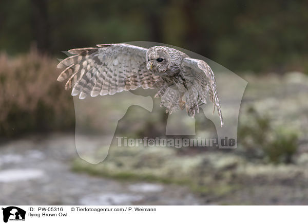 fliegender Waldkauz / flying Brown Owl / PW-05316