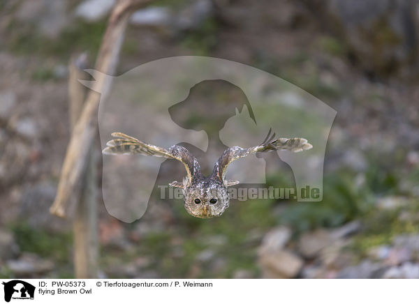 flying Brown Owl / PW-05373