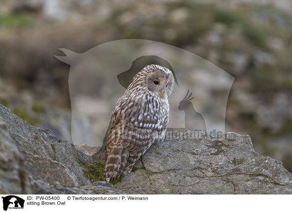 sitting Brown Owl / PW-05400