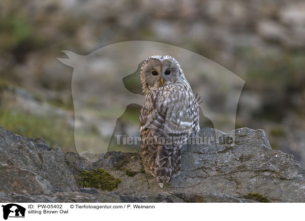 sitting Brown Owl / PW-05402
