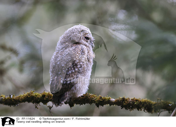 Waldkauz Nestling sitzt auf Ast / Tawny owl nestling sitting on branch / FF-11624