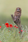 brown owl