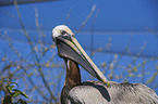 brown pelican Bird Park Marlow