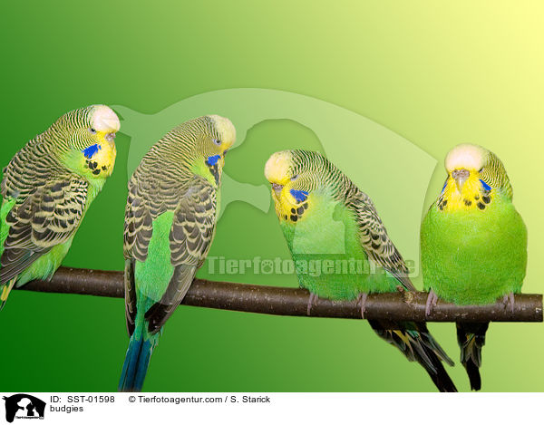 Wellensittiche / budgies / SST-01598