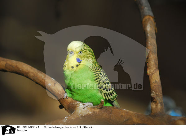 Wellensittich / budgie / SST-03391