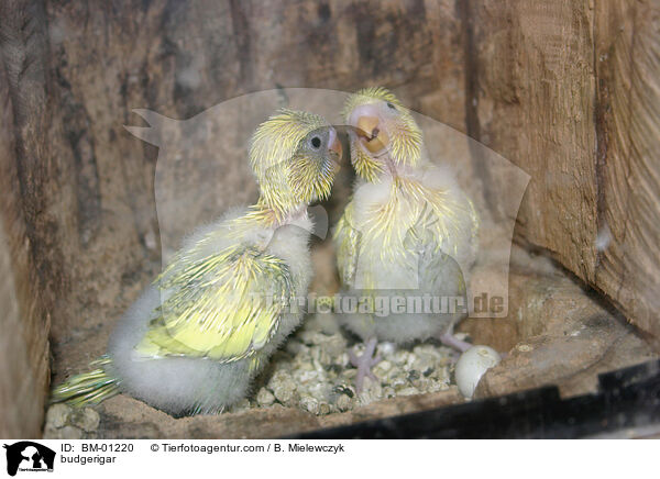 Wellensittich / budgerigar / BM-01220