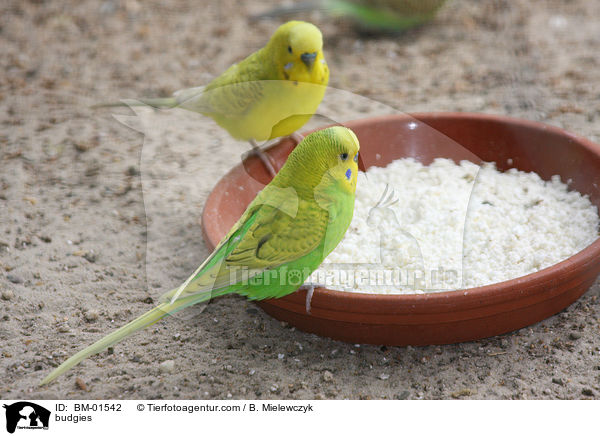 Wellensittiche / budgies / BM-01542