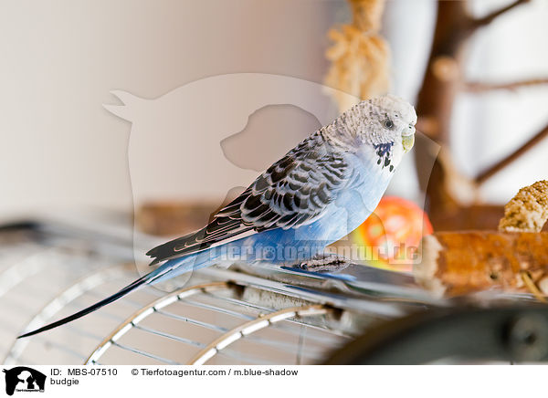 Wellensittich / budgie / MBS-07510