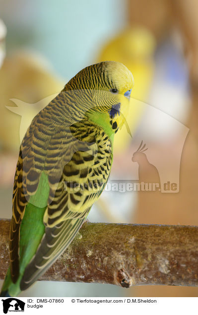 Wellensittich / budgie / DMS-07860