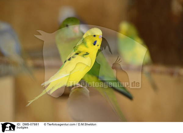 Wellensittiche / budgies / DMS-07881