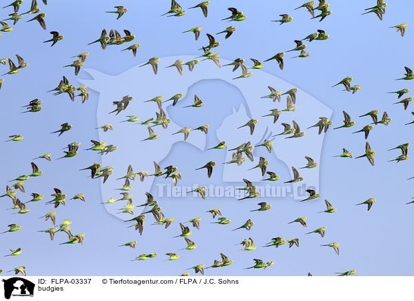 Wellensittiche / budgies / FLPA-03337