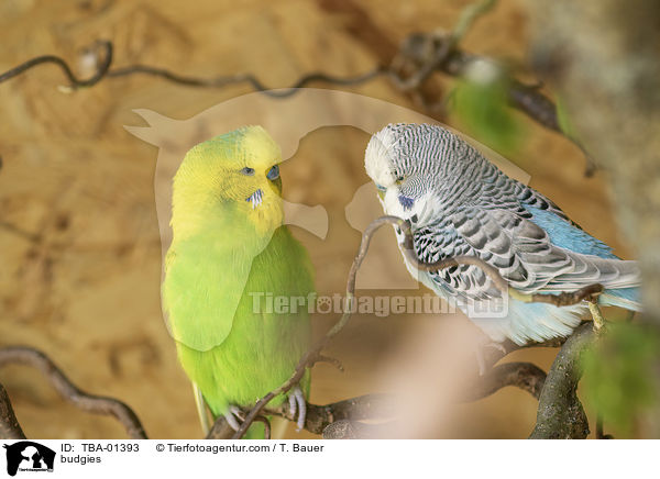 Wellensittiche / budgies / TBA-01393