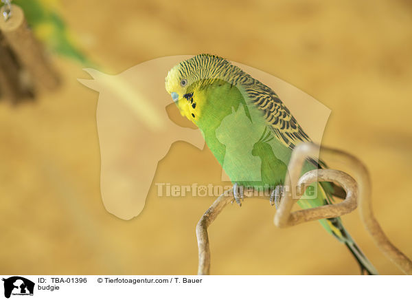 Wellensittich / budgie / TBA-01396