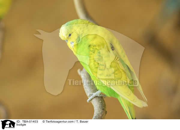 Wellensittich / budgie / TBA-01403