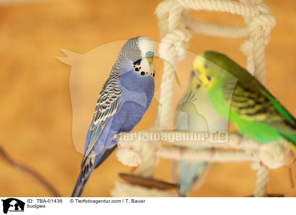 Wellensittiche / budgies / TBA-01436