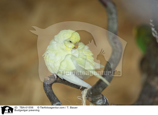 Budgerigar preening / TBA-01556