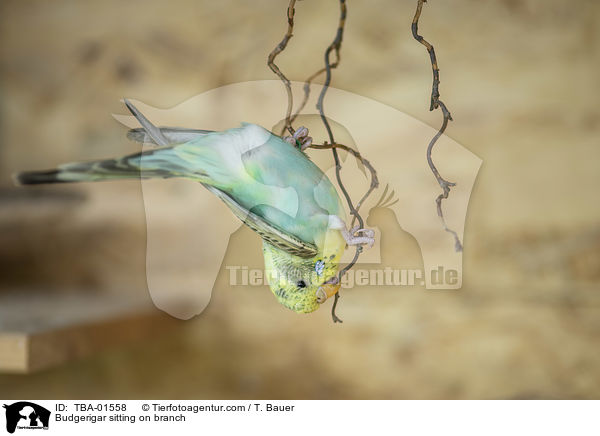 Wellensittich sitzt auf Ast / Budgerigar sitting on branch / TBA-01558