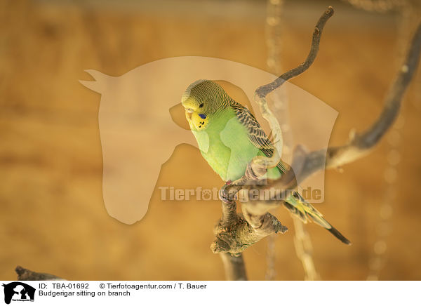 Wellensittich sitzt auf Ast / Budgerigar sitting on branch / TBA-01692