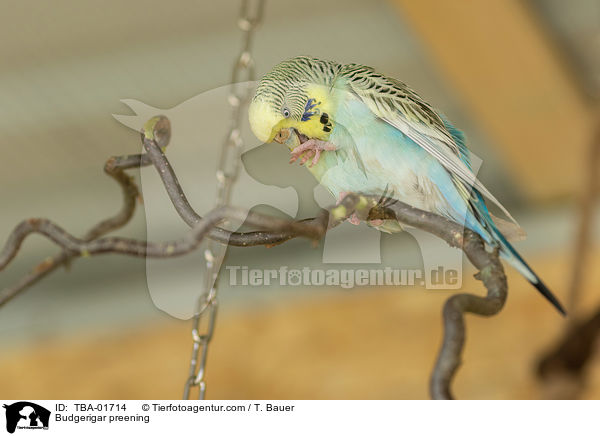 Wellensittich putzt sich / Budgerigar preening / TBA-01714