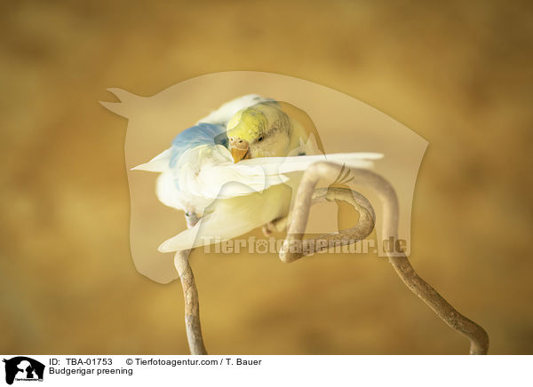 Wellensittich putzt sich / Budgerigar preening / TBA-01753