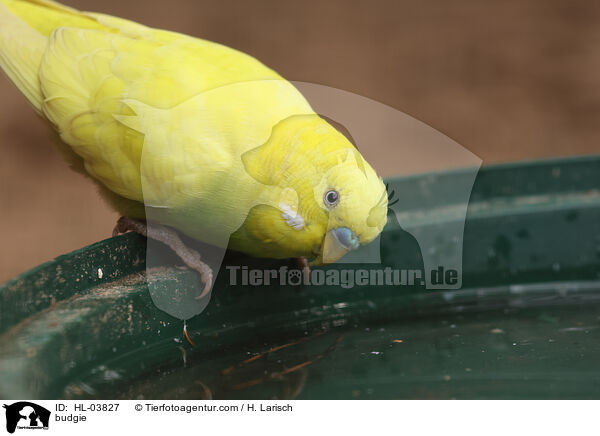 Wellensittich / budgie / HL-03827