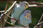 budgerigar