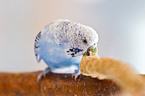 budgie