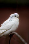 budgie