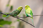 budgies