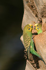 budgies