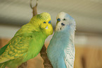 budgies