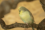 Budgerigar sitting on branch