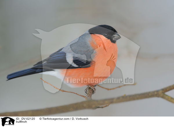 bullfinch / DV-02120